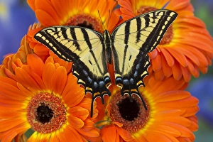 Two-tailed Swallowtail Butterfly, Papilio multicaudatus