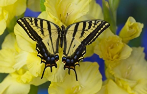Two-tailed Swallowtail Butterfly, Papilio multicaudatus