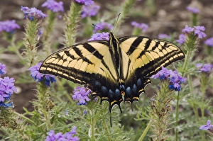 Images Dated 10th April 2006: Two-Tailed Swallowtail, Papilio multicaudata, adult on Prairie Verbena (Verbena bipinnatifida)