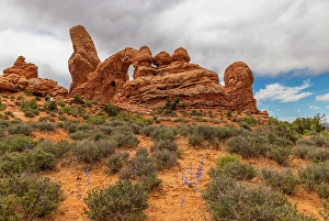 Images Dated 12th September 2024: Twolobe larkspur, Turret Arch, Arches National Park, Utah, US