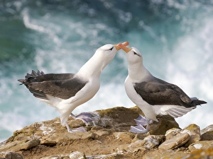 Malvinas Prints: Typical courtship and greeting behavior
