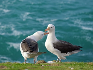 Malvinas Prints: Typical courtship and greeting behavior