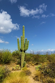 Cactus Prints: Typical scene in the Sonoran Desert of southern Arizona