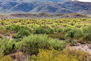Cactus Prints: Typical scene in the Sonoran Desert of southern Arizona