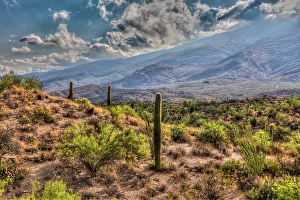 Cactus Prints: Typical scene in the Sonoran Desert of southern Arizona