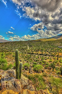 Cactus Prints: Typical scene in the Sonoran Desert of southern Arizona
