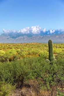 Cactus Prints: Typical scene in the Sonoran Desert of southern Arizona