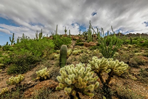 Cactus Prints: Typical scene in the Sonoran Desert of southern Arizona