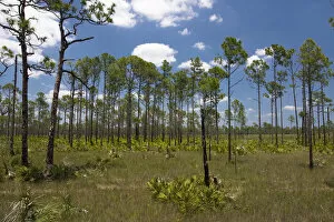 Images Dated 19th May 2006: Typical slash pine (Pinus elliottii) habitat of SW Florida. Low density pine cover over grasses