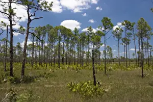 Species Prints: Typical slash pine (Pinus elliottii) habitat of SW Florida
