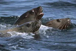Active Prints: U. S. A. Alaska, Glacier Bay National Park Steller sea lions (Eumetopias jubatus)