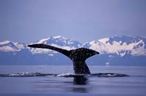 Whale Prints: U. S. A. Alaska, Inside Passage Humpback whale (Megaptera novaengliae)