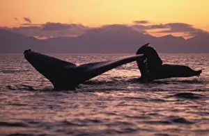 Hump Back Prints: U. S. A. Alaska, Inside Passage Humpback whales (Megaptera novaengliae) at sunset