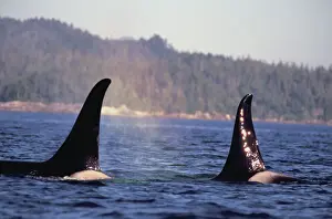 Orca Prints: U. S. A. Alaska, Inside Passage Surfacing Orca killer whales (Orcinus orca)