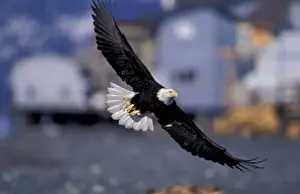 Theo Allofs Prints: U. S. A. Alaska, Kenai Peninsula Bald eagle flying over beach houses