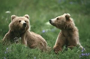 Images Dated 8th January 2004: U. S. A. Alaska, Kodiak Two sub-adult brown bears in grass and purple flowers