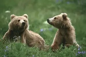 Watch Prints: U. S. A. Alaska, Kodiak Two sub-adult brown bears in grass and purple flowers
