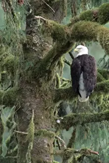 Watch Prints: U. S. A. Alaska, Southeast Alaska Bald eagle (Haliaeetus leucocephalus) in tree