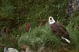 Unalaska Island Prints: U. S. A. Alaska, Unalaska Island Bald eagle (Haliaeetus leucocephalus)