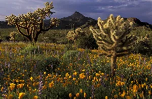 Cholla Prints: U. S. A. Arizona, Organ Pipe National Monument. Chollas with meadow of desert poppies