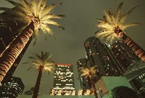 Images Dated 11th March 2011: U. S. A. California, Los Angeles Palm trees at night in Century Plaza