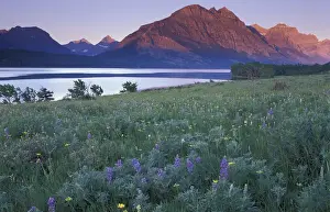 Theo Allofs Prints: U. S. A. Montana, Glacier National Park Wildflower meadow at Saint Mary Lake at sunrise