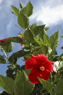 Images Dated 15th August 2006: U. S. A. New York, Saratoga Springs, red Hibiscus, summer day
