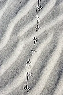 Luc Novovitch Prints: U. S. A. Texas. Bird tracks in the sand at Monahans Sandhills State Park in the Big