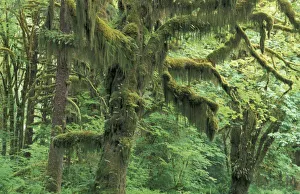 Olympics Prints: U. S. A. Washington, Olympic National Park. Moss-covered trees in temperate rainforest