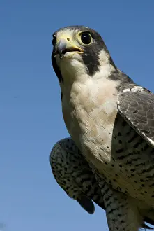 U. S. Virgin Islands, St. Croix: rescued American Peregrine falcon ( Falco peregrinus )