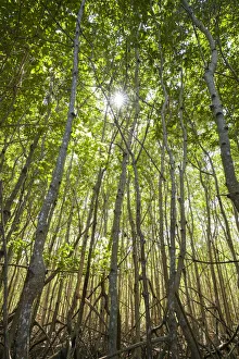 U. S. Virgin Islands, St. John. Leinster Bay, mangrove swamp detail