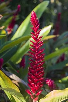 Images Dated 15th February 2017: U. S. Virgin Islands, St. Thomas. St. Peter, Heliconia