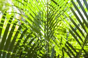 U. S. Virgin Islands, St. Thomas. St. Peter, tropical vegetation