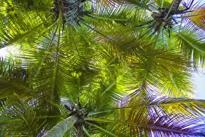 U. S. Virgin Islands, St. Thomas. St. Peter, palm trees