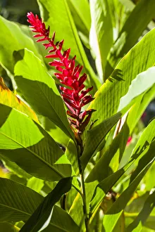 Images Dated 15th February 2017: U. S. Virgin Islands, St. Thomas. St. Peter, Heliconia