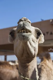 World Locations Prints: UAE, Al Ain, Jabel Hafeet, Al Ain Camel Market