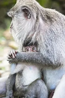 Images Dated 23rd January 2010: Ubud, Bali, Indonesia. The sacred monkey forest in Ubud is full of monkeys. Though