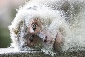 Watch Prints: Ubud, Bali, Indonesia. The sacred monkey forest in Ubud is full of monkeys. Though