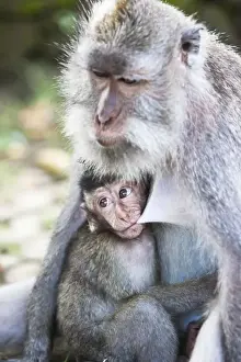 Images Dated 23rd January 2010: Ubud, Bali, Indonesia. The sacred monkey forest in Ubud is full of monkeys. Though