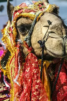 India Gallery: Udaipur, Rajasthan, India. India decorated Camel, Diwali Festival of Lights