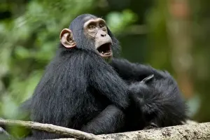 Wrestling Prints: Uganda, Kibale Forest Reserve. Juvenile Chimpanzee (Pan troglodytes) playing with