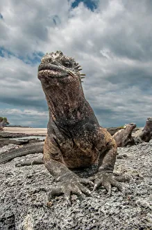 Ugly Prints: Ugly marine iguana on Fernandina Island was the model for the Godzilla movies