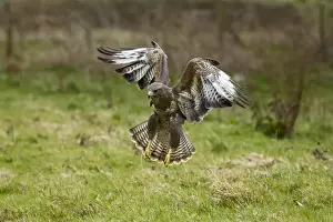 Hawk Prints: UK. Common Buzzard (Buteo buteo) coming in to land after spotting a worm