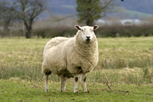 Fluffy Prints: UK, England. Cotswold Sheep Portrait