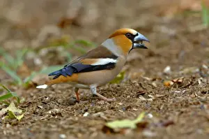 S Eed Prints: UK, England, Gloucestershire. Hawfinch (Coccothraustes coccothraustes) male eating