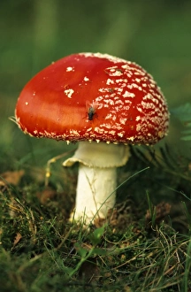 Fungi Gallery: UK. Fly Agaric (Amanita muscaria) mushroom with Fly