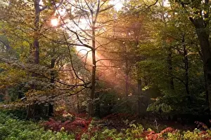 Sun Beam Prints: UK. Forest of Dean. Sunbeam penetrating a deciduous Forest during a misty Fall