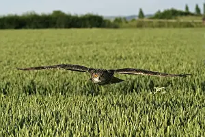 Barley Prints: UK, Gloucestershire. Eagle Owl flying over field of barley