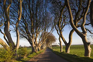 Images Dated 10th May 2016: UK, Northern Ireland, County Antrim, Ballymoney, The Dark Hedges, tree-lined road at dawn