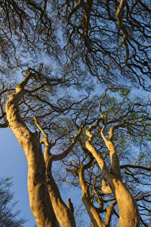 Images Dated 10th May 2016: UK, Northern Ireland, County Antrim, Ballymoney, The Dark Hedges, tree-lined road at dawn